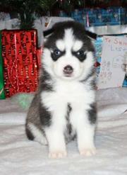 Black and white blue eyes siberian husky male puppies for sale
